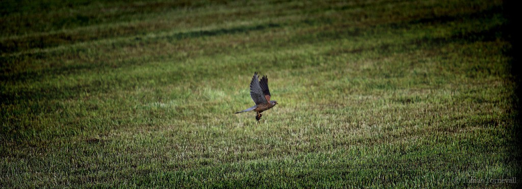 tornfalk_falco_tinnunculus[1]